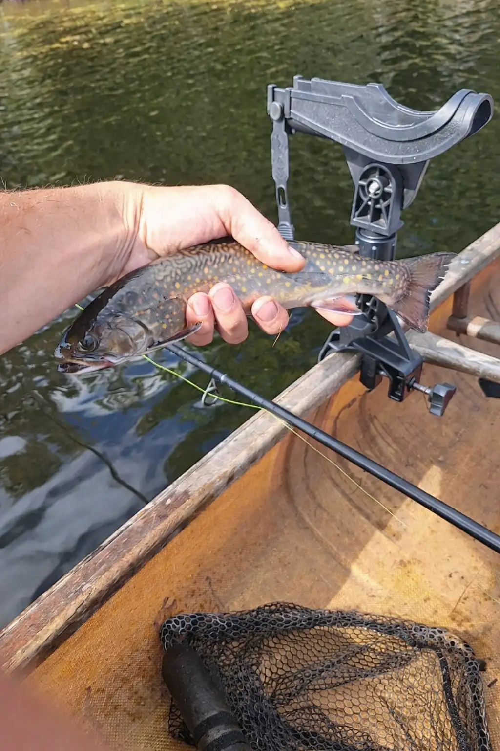 A Second Golden Age: Trout on the Rise in the Adirondacks